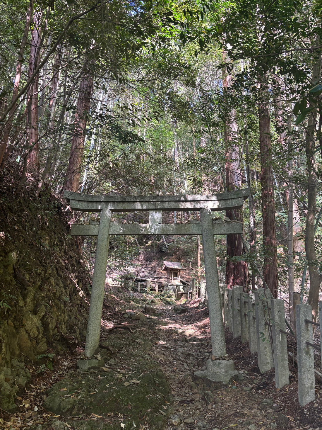 Why Kyushu is the Ultimate Birthplace of Japanese Tea