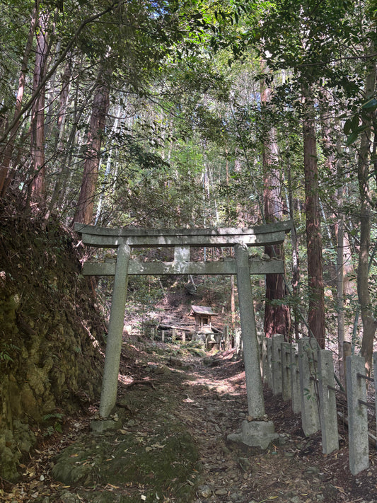 Why Kyushu is the Ultimate Birthplace of Japanese Tea