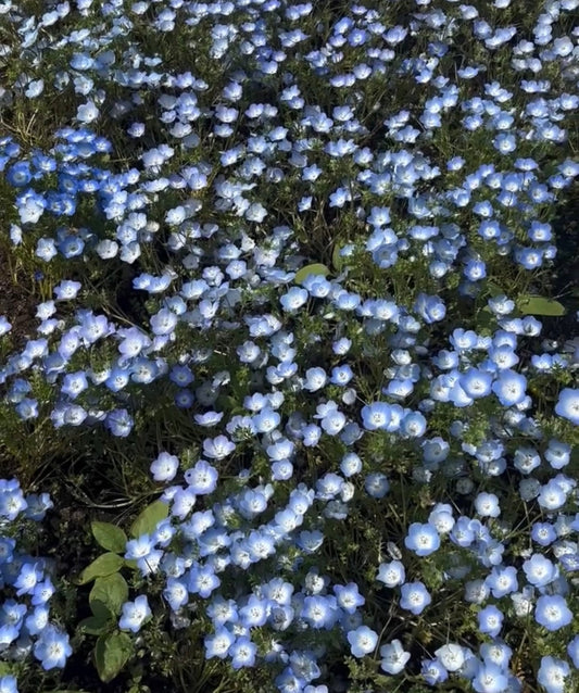Nemophila Born in America ❁⃘