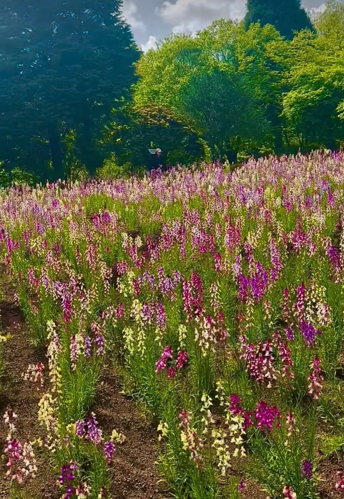The History of Japanese Flowers & Tea