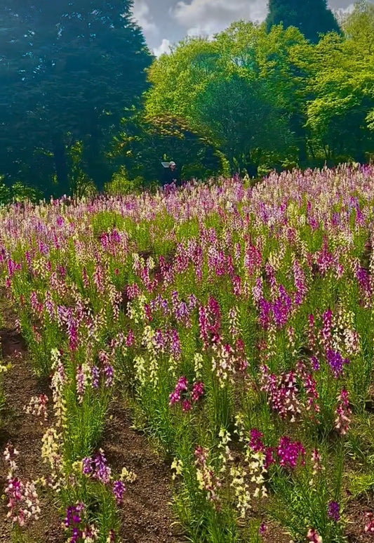 The History of Japanese Flowers & Tea